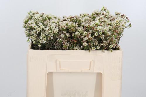 Chamelaucium uncinatum 'Ella'