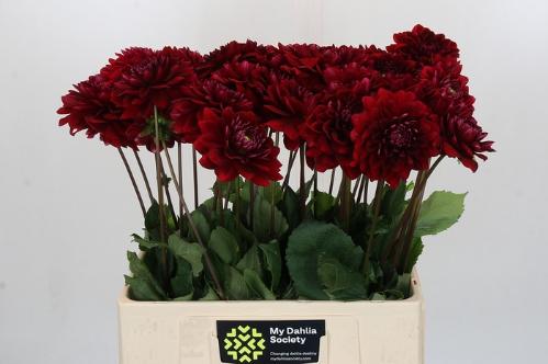 Dahlia 'Red Runner'