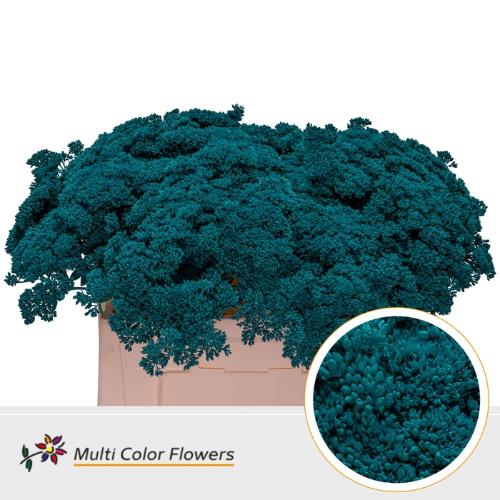 Sedum kleurbehandeld H%