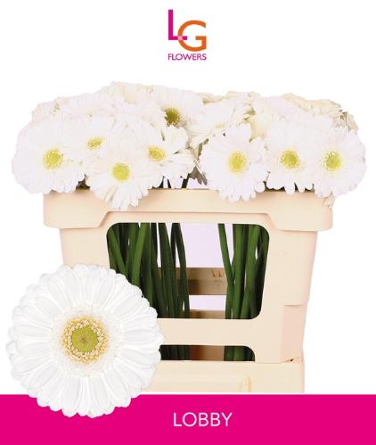 Gerbera mini 'Lobby'