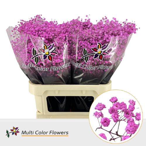Gypsophila overig kleurbehandeld H%