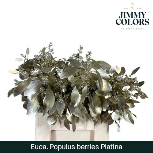 Eucalyptus kleurbehandeld per bos H%