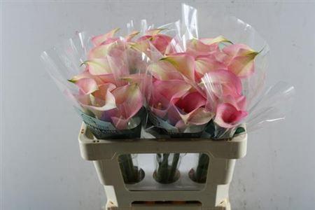 Zantedeschia 'Auckland'