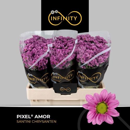 Chrysanthemum (Indicum Grp) tros santini Pixel Amor