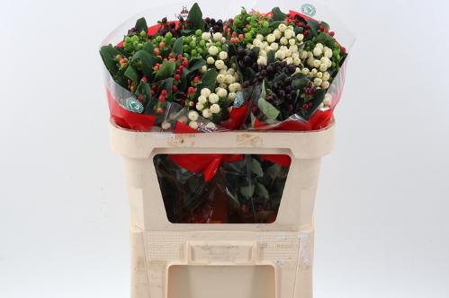 Hypericum androsaemum Rainbow Romance gemengd in fust