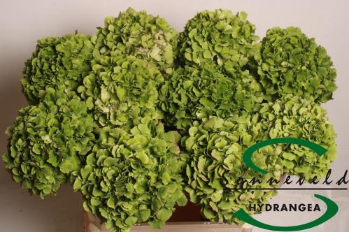 Hydrangea macrophylla 'Verena' (classic)