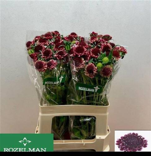 Scabiosa atropurpurea Sweet Cherry Scoop