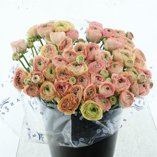 Ranunculus asiaticus Success Tuareg