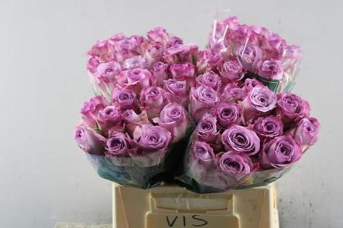 Rosa grootbloemig Thriller