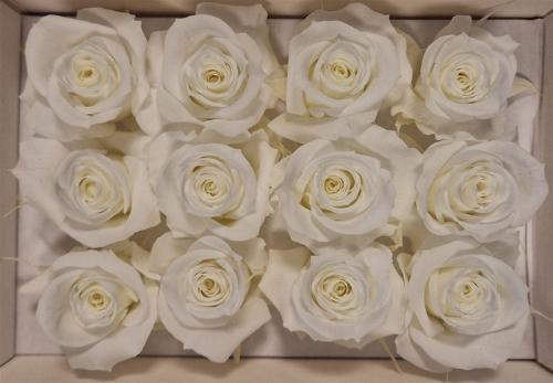 Rosa grootbloemig kleurbehandeld H%