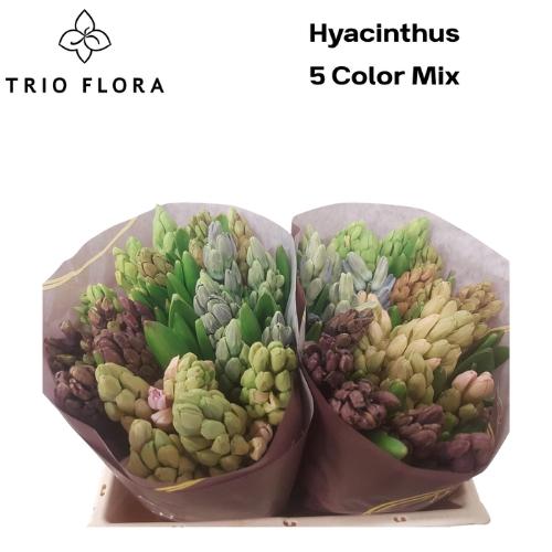 Hyacinthus orientalis gemengd 5 kleuren