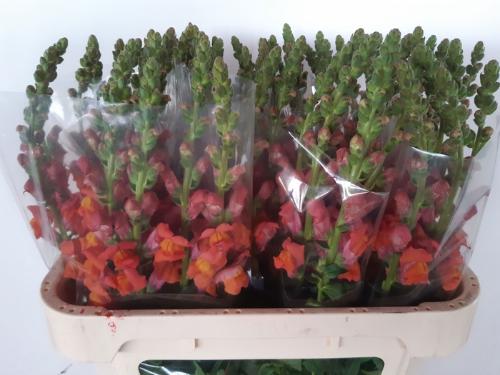 Antirrhinum majus 'Avignon Deep Orange'