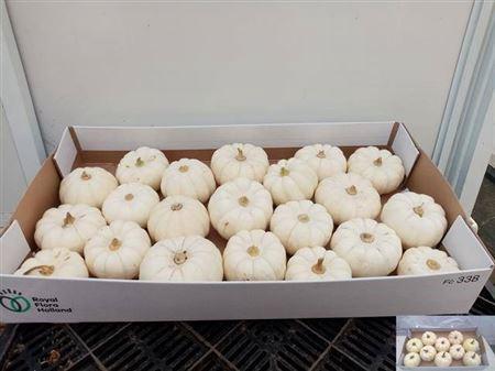 Siervruchten per stuk Cucurbita pepo 'Baby Boo'