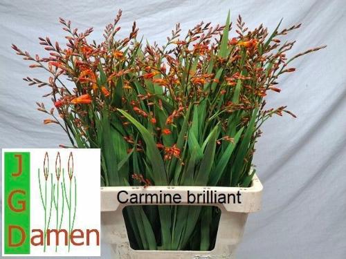 Crocosmia overig