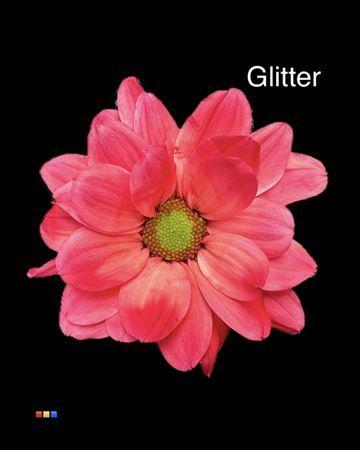 Chrysanthemum Indicum Grp tros kas kleurbehandeld H%