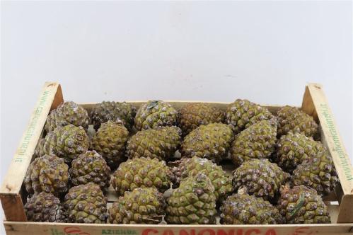 Dennenappel H%
