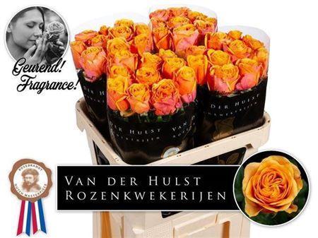 Rosa grootbloemig Liana Orange+