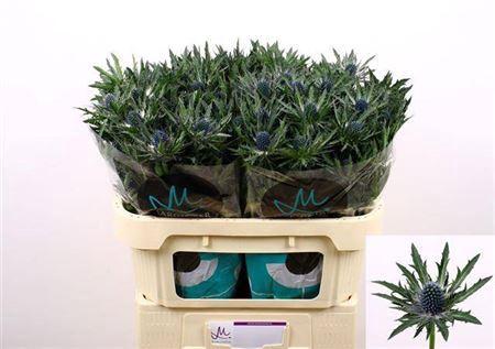 Eryngium Orion Questar