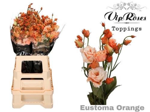 Eustoma russellianum gevuldbloemig kleurbehandeld H%