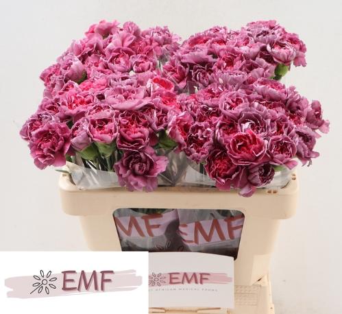 Dianthus standaard Hypnosis