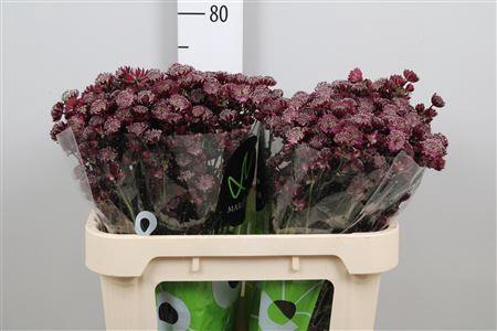 Astrantia major 'Star Of Love'