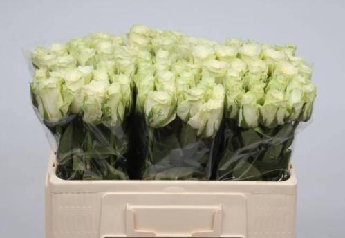 Rosa grootbloemig Athena