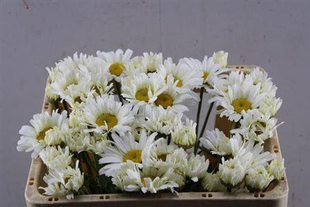 Leucanthemum vulgare overig