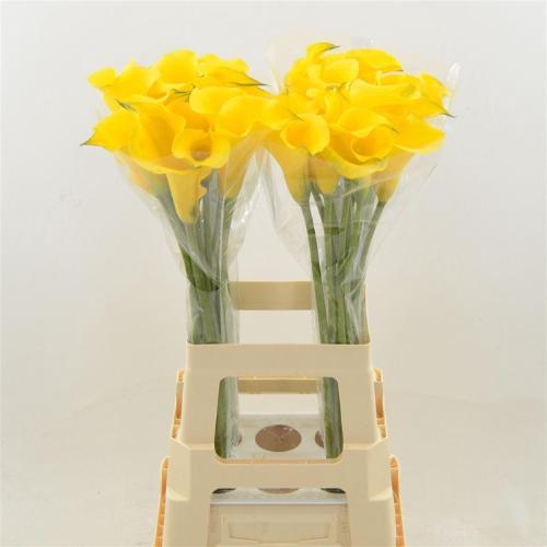 Zantedeschia 'Gold Medal'