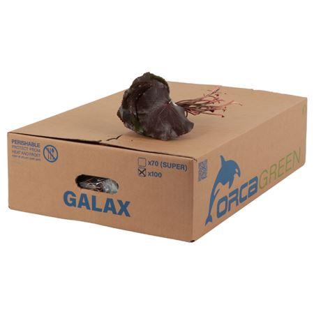 Galax urceolata per bos