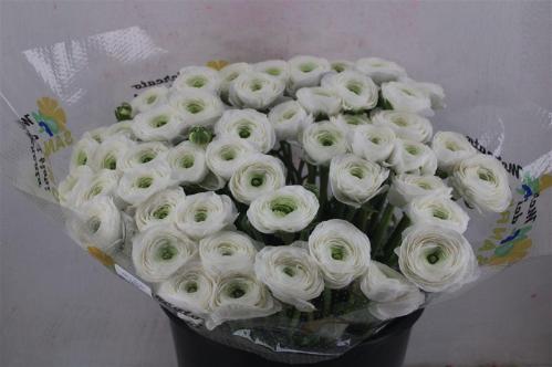Ranunculus overig