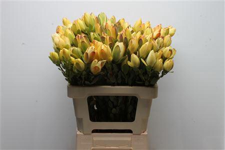 Leucadendron discolor