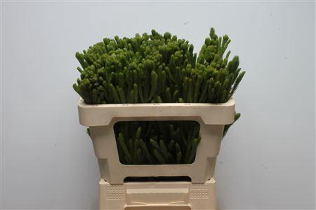 Brunia albiflora