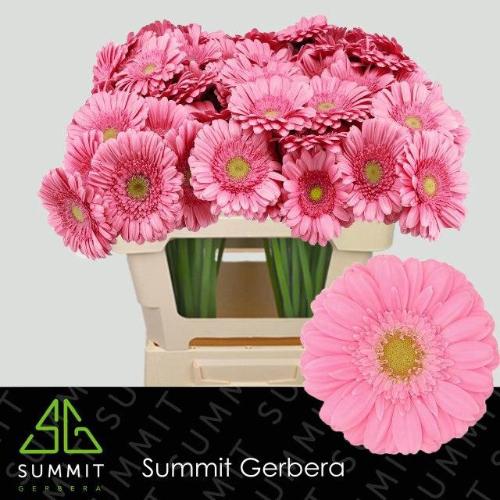 Gerbera mini Kirstey