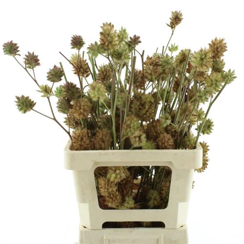 Glycyrrhiza yunnanensis (zaaddoos)