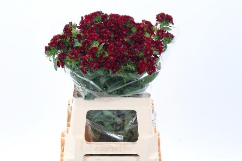 Dianthus barbatus 'Sweet Will Red'