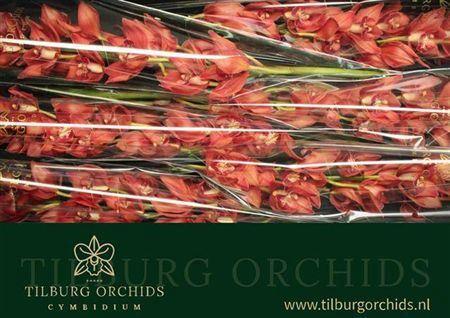 Cymbidium grootbloemig per tak 'Princess Fredericka'