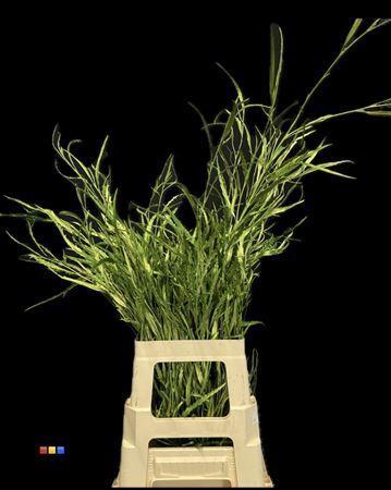 Decoratiegroen kleurbehandeld per bos H%