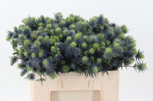 Eryngium Supernova Questar