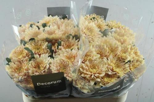 Chrysanthemum (Indicum Grp) geplozen Kalimba Salmon