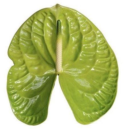 Anthurium (Andreanum Grp) Grand Slam