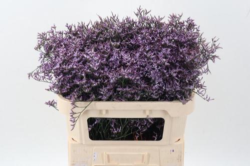 Limonium Safora Lilac