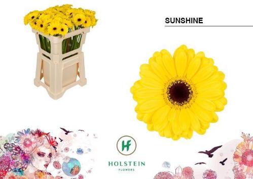 Gerbera mini Sunshine