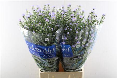 Aster Universum Grp 'Cassandra'