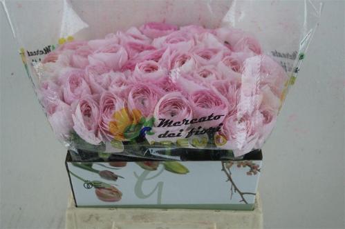 Ranunculus asiaticus Succes Hanoi