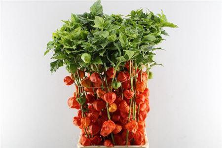 Physalis alkekengi lampion (tak)