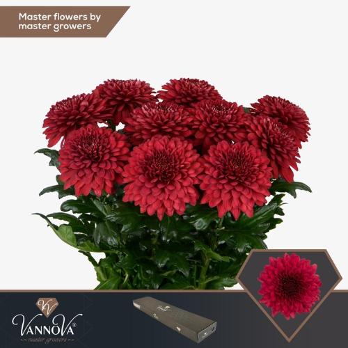 Chrysanthemum (Indicum Grp) geplozen Lamira Red
