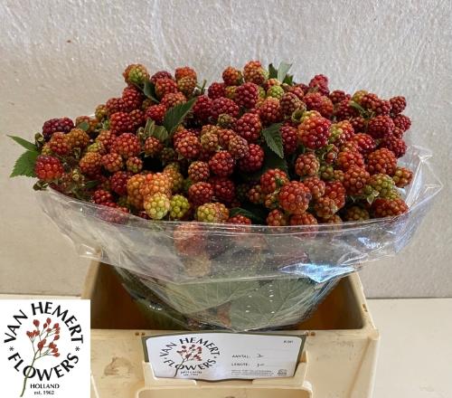 Rubus fruticosus 'Chester'