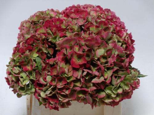 Hydrangea macrophylla Magical Opal (classic)