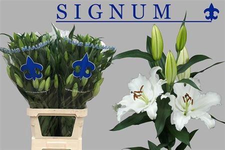Lilium Oriental Grp Signum
