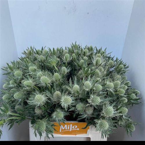 Eryngium Magical White Lagoon